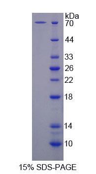 Recombinant Surfeit 1 (SURF1)