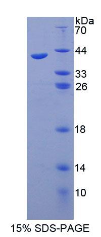 Recombinant Synaptotagmin I (SYT1)