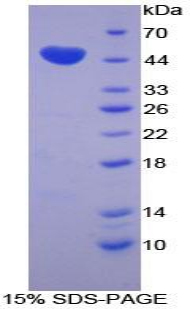 Recombinant Chromogranin B (CHGB)