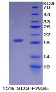 Recombinant Dermcidin (DCD)