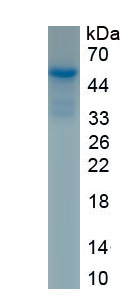 Recombinant Dual Specificity Phosphatase 1 (DUSP1)