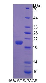 Recombinant Fibroblast Growth Factor 22 (FGF22)