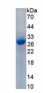 Recombinant Fibroblast Growth Factor 17 (FGF17)