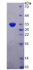 Recombinant Platelet Derived Growth Factor Subunit B (PDGFB)