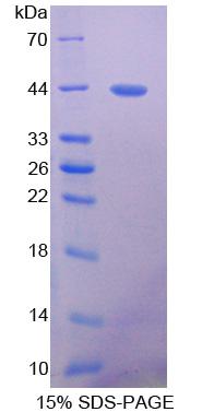 Recombinant Platelet Derived Growth Factor Receptor Like Protein (PDGFRL)