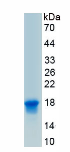 Recombinant Prostacyclin Receptor (PTGIR)