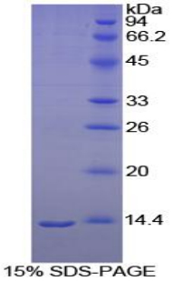 Recombinant Melatonin Receptor 1A (MTNR1A)