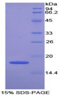 Recombinant Glutathione Peroxidase 4 (GPX4)