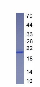 Recombinant Ferritin, Heavy Polypeptide (FTH)