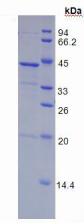 Recombinant Fibrinogen Like Protein 1 (FGL1)