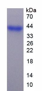 Recombinant Fibrinogen Like Protein 1 (FGL1)