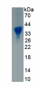 Recombinant Green Fluorescent Protein (GFP)