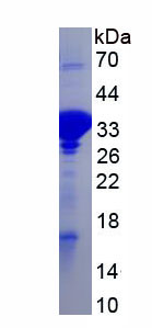 Recombinant Green Fluorescent Protein (GFP)