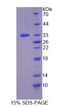 Recombinant Syntaxin 1A, Brain (STX1A)