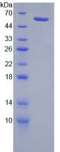 Recombinant Neuropilin 2 (NRP2)