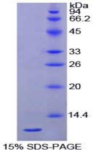 Recombinant Heat Shock 70kDa Protein 8 (HSPA8)