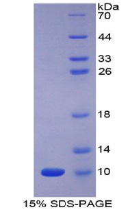 Recombinant Apelin (APLN)