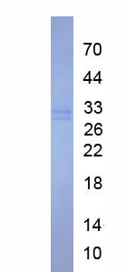 Recombinant Low Density Lipoprotein Receptor Related Protein Associated Protein 1 (LRPAP1)