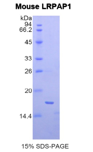 Recombinant Low Density Lipoprotein Receptor Related Protein Associated Protein 1 (LRPAP1)