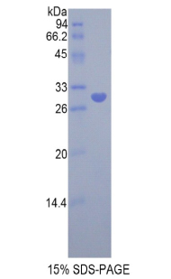 Recombinant Low Density Lipoprotein Receptor Related Protein Associated Protein 1 (LRPAP1)