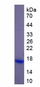 Recombinant Hedgehog Homolog, Desert (DHH)