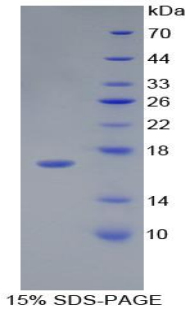 Recombinant Hedgehog Homolog, Desert (DHH)