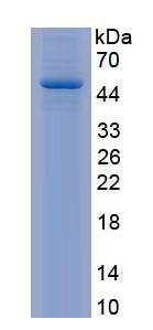 Recombinant T-Cell Surface Glycoprotein CD3 Epsilon (CD3e)
