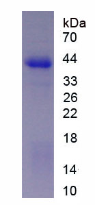 Recombinant Cholinergic Receptor, Nicotinic, Alpha 6 (CHRNa6)