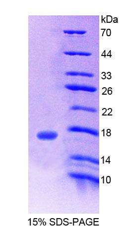 Recombinant Cholinergic Receptor, Nicotinic, Beta 3 (CHRNb3)