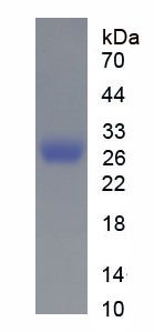 Recombinant Cholinergic Receptor, Nicotinic, Alpha 10 (CHRNa10)