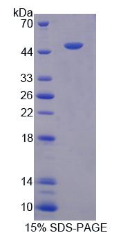 Recombinant Cholinergic Receptor, Nicotinic, Alpha 10 (CHRNa10)