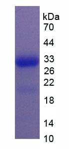 Recombinant Ribonuclease A2 (RNASE2)