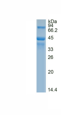 Recombinant Paraoxonase 3 (PON3)