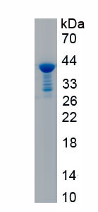 Recombinant Nucleobindin 2 (NUCB2)