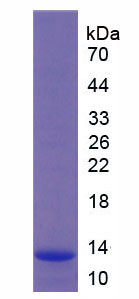 Recombinant Collagen Type II Alpha 1 (COL2a1)