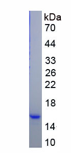Recombinant Collagen Type III Alpha 1 (COL3a1)