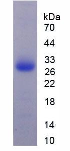 Recombinant Complement Component 1, Q Subcomponent A (C1qA)