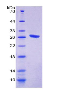 Recombinant Complement Component 1, Q Subcomponent A (C1qA)