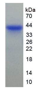 Recombinant Prothymosin Alpha (PTMa)