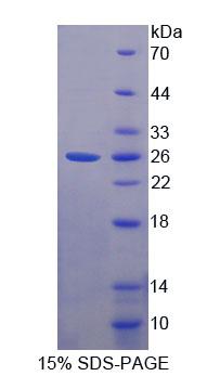 RPD230Mu01.jpg