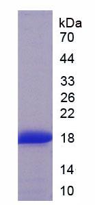 Recombinant Troponin T Type 3, Fast Skeletal (TNNT3)