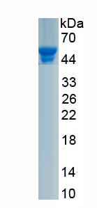 Recombinant Ataxin 3 (ATXN3)