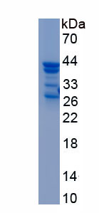 Recombinant Ghrelin/Obestatin Preprohormone (GHRL)