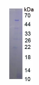 Recombinant Cyclin A1 (CCNA1)