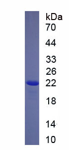 Recombinant Cytochrome C Oxidase Subunit II (COX2)