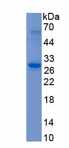 Recombinant Cytochrome P450 1A2 (CYP1A2)