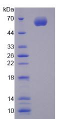 Recombinant Cytochrome P450 1A1 (CYP1A1)