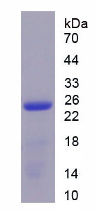 Recombinant Interleukin 17C (IL17C)