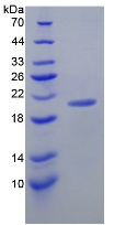 Recombinant Interleukin 17C (IL17C)