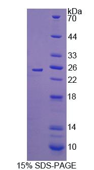 Recombinant Interleukin 17C (IL17C)